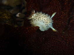 Image of Black and White Dorid