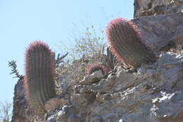 Image of Ferocactus gracilis subsp. coloratus (H. E. Gates) N. P. Taylor