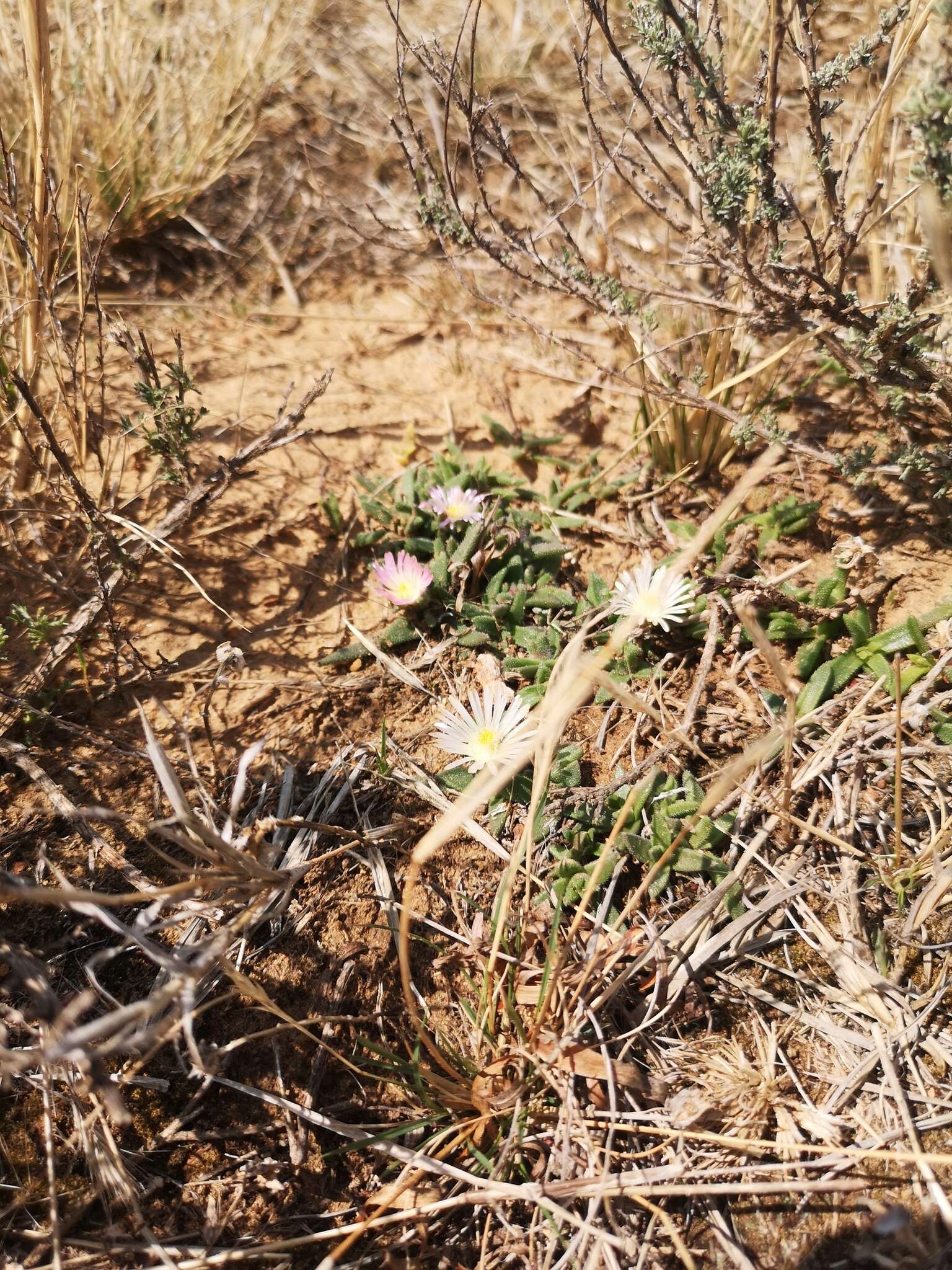 Image of Delosperma sutherlandii (Hook. fil.) N. E. Br.