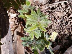 Image of bommeria fern