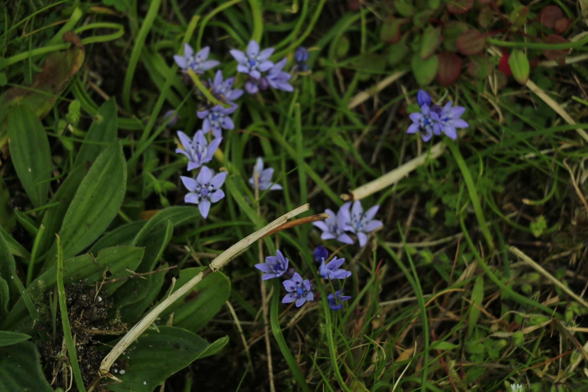 Image de Scille de printemps