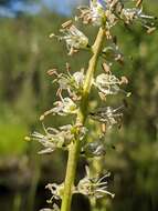 Image of Klamath rushlily