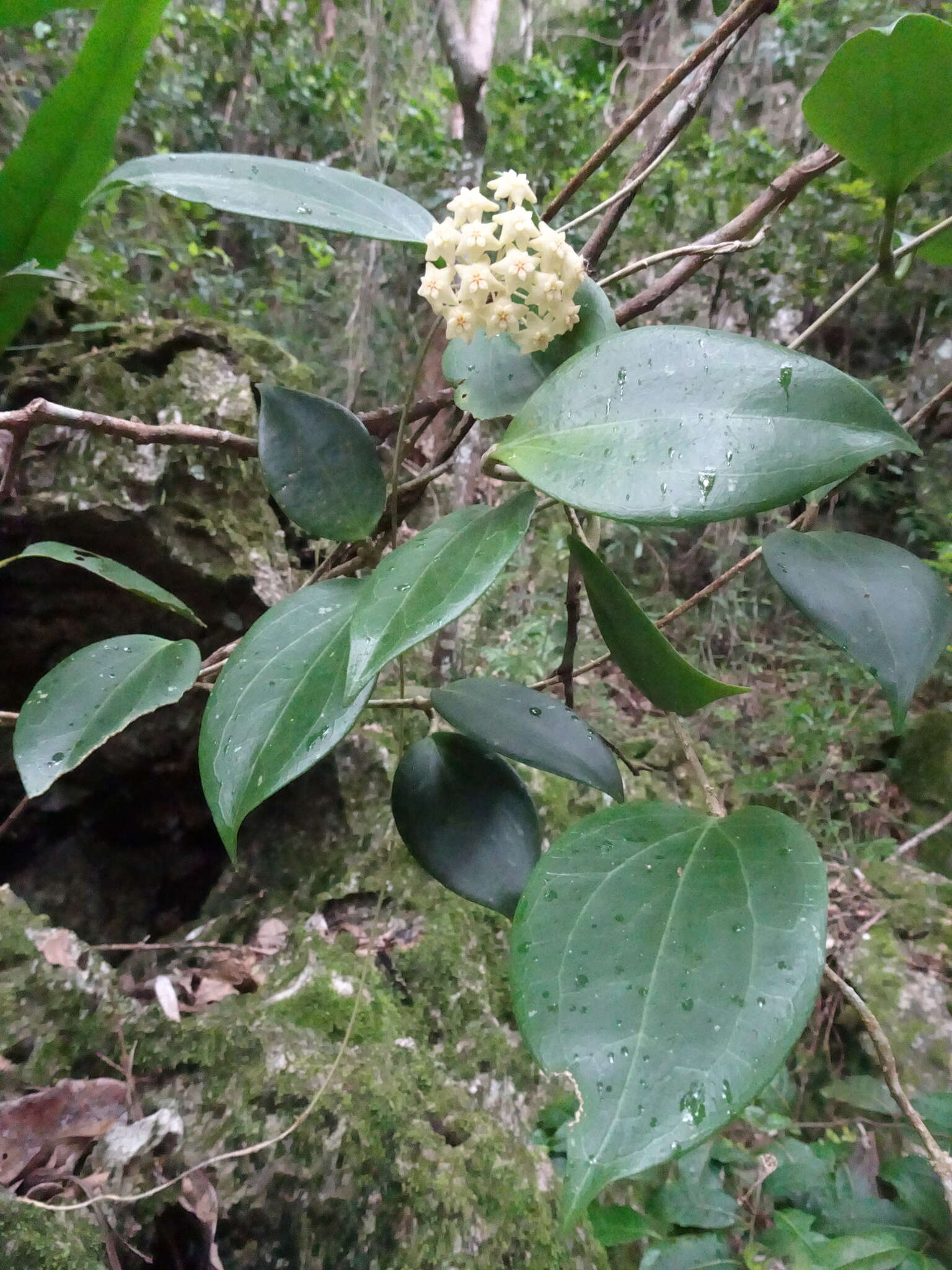 Image of Hoya pottsii Traill