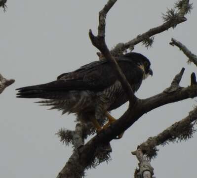 Слика од Falco peregrinus minor Bonaparte 1850