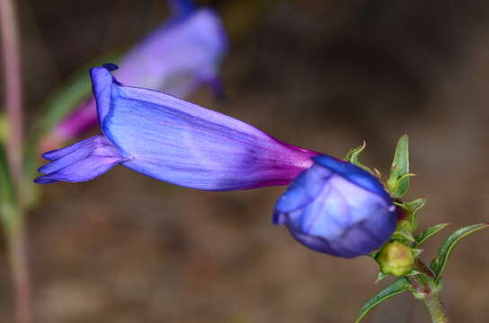 Image of Purdy's penstemon