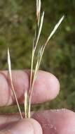 Imagem de Andropogon brachystachyus Chapm.