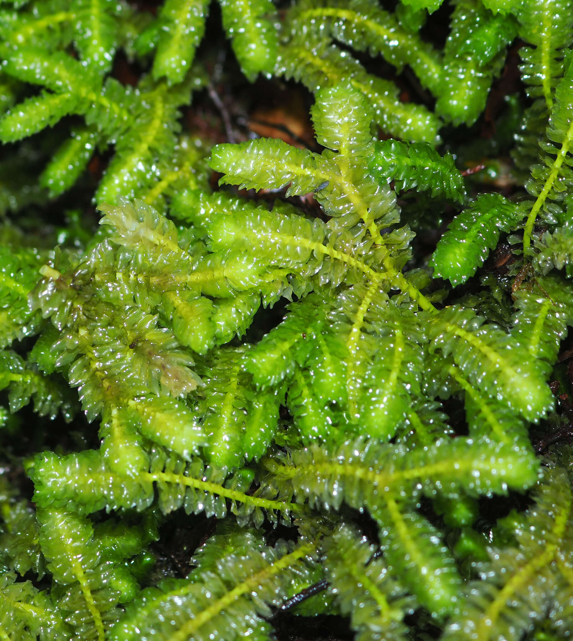 Image of Schistochila nobilis (Hook.) Trevis.