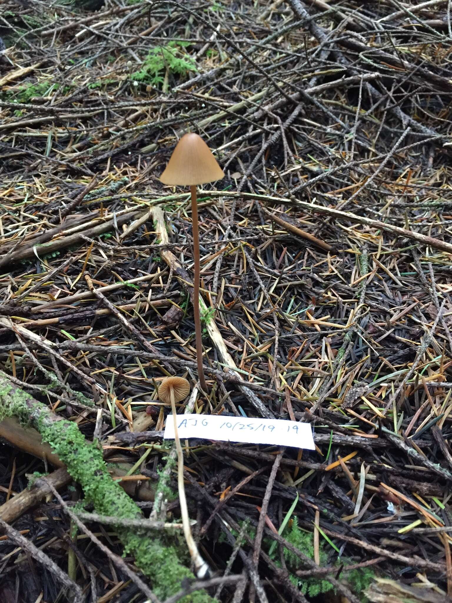 Image of Conocybe semiglobata Kühner & Watling 1980