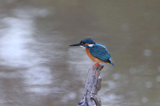 Image of Alcedo atthis taprobana Kleinschmidt & O 1894