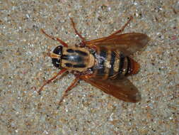 Image of Austroplex chrysophilus (Walker 1848)