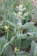 Imagem de Salvia syriaca L.