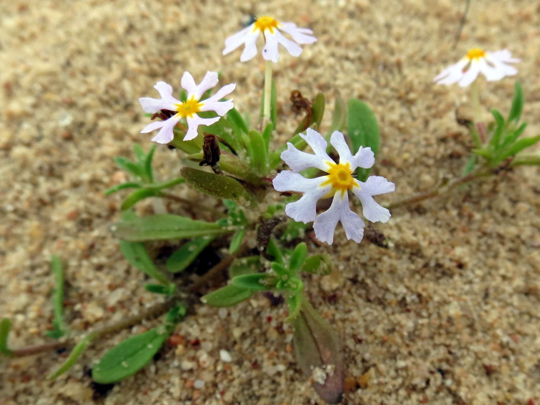 Image of Zaluzianskya affinis O. M. Hilliard