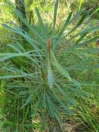 Image of northern banksia