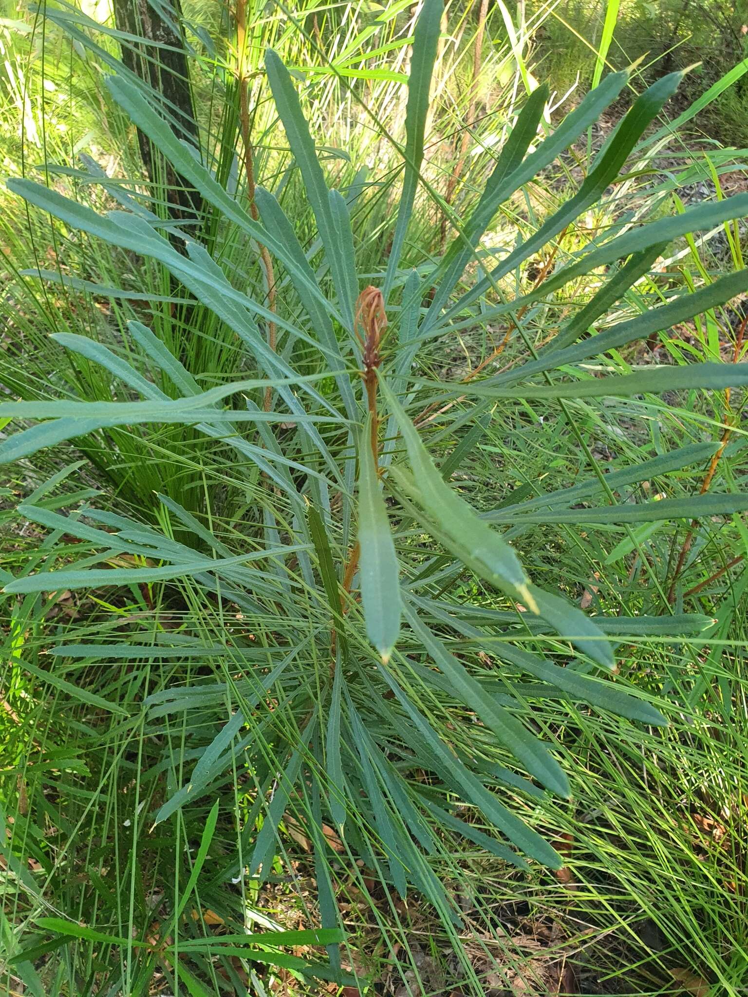 Image of northern banksia