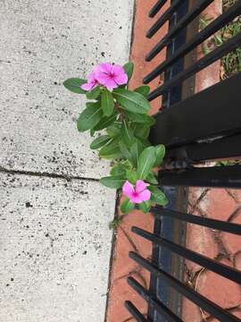 Image of Madagascar periwinkle