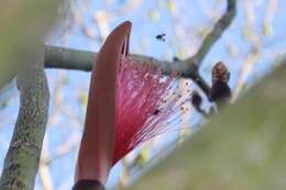 Image of Fox-colored Stingless Bee