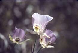 Image of broad-fruit mariposa-lily