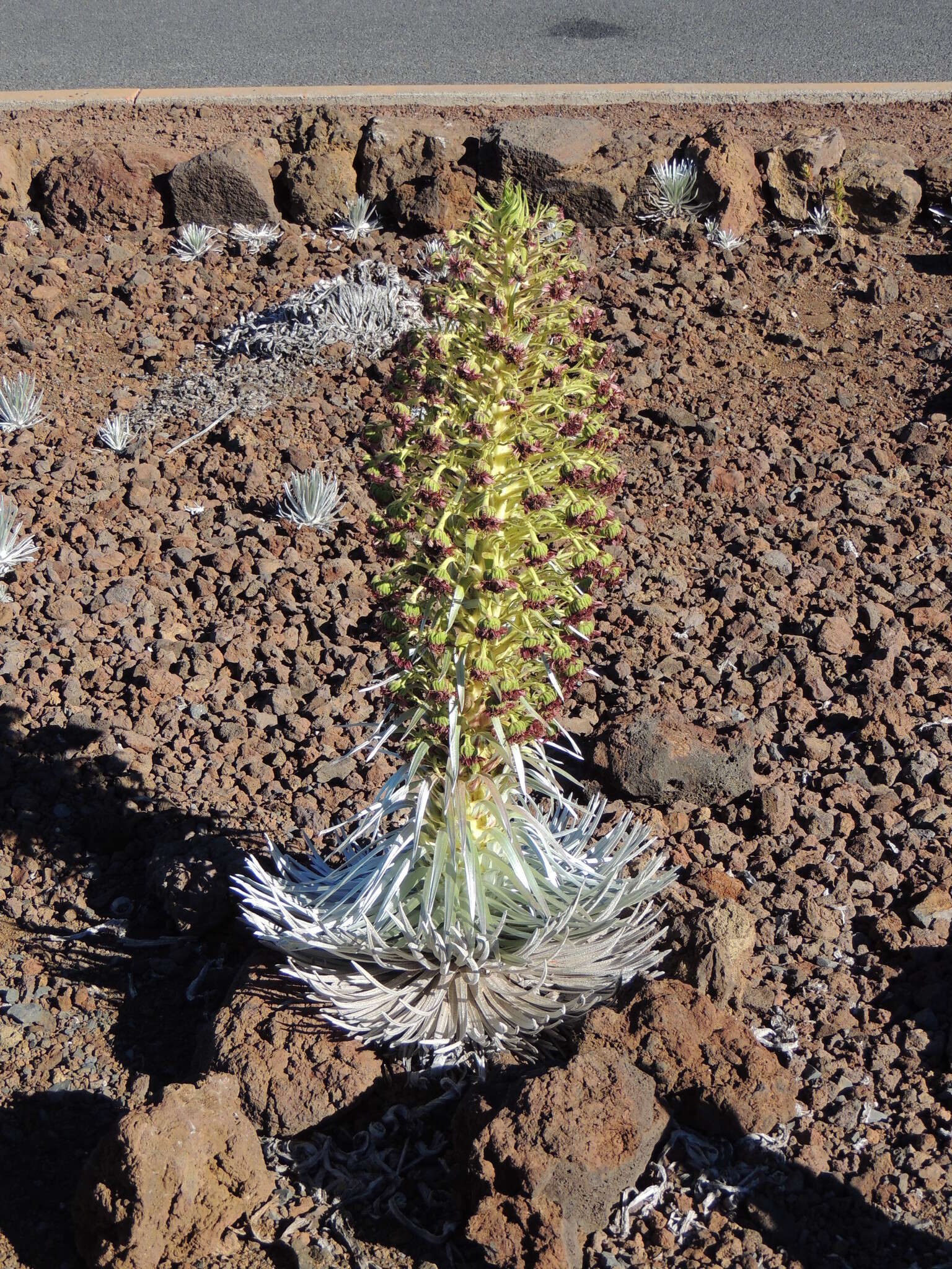 Слика од Argyroxiphium sandwicense subsp. macrocephalum (A. Gray) A. Meyrat