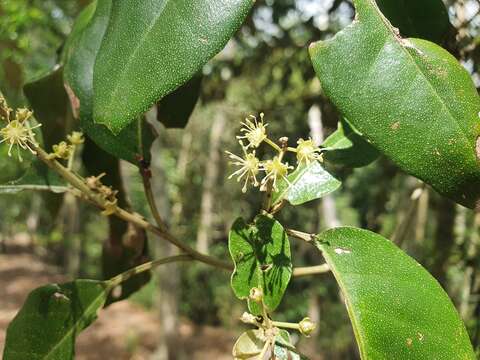 Imagem de Croton insularis Baill.