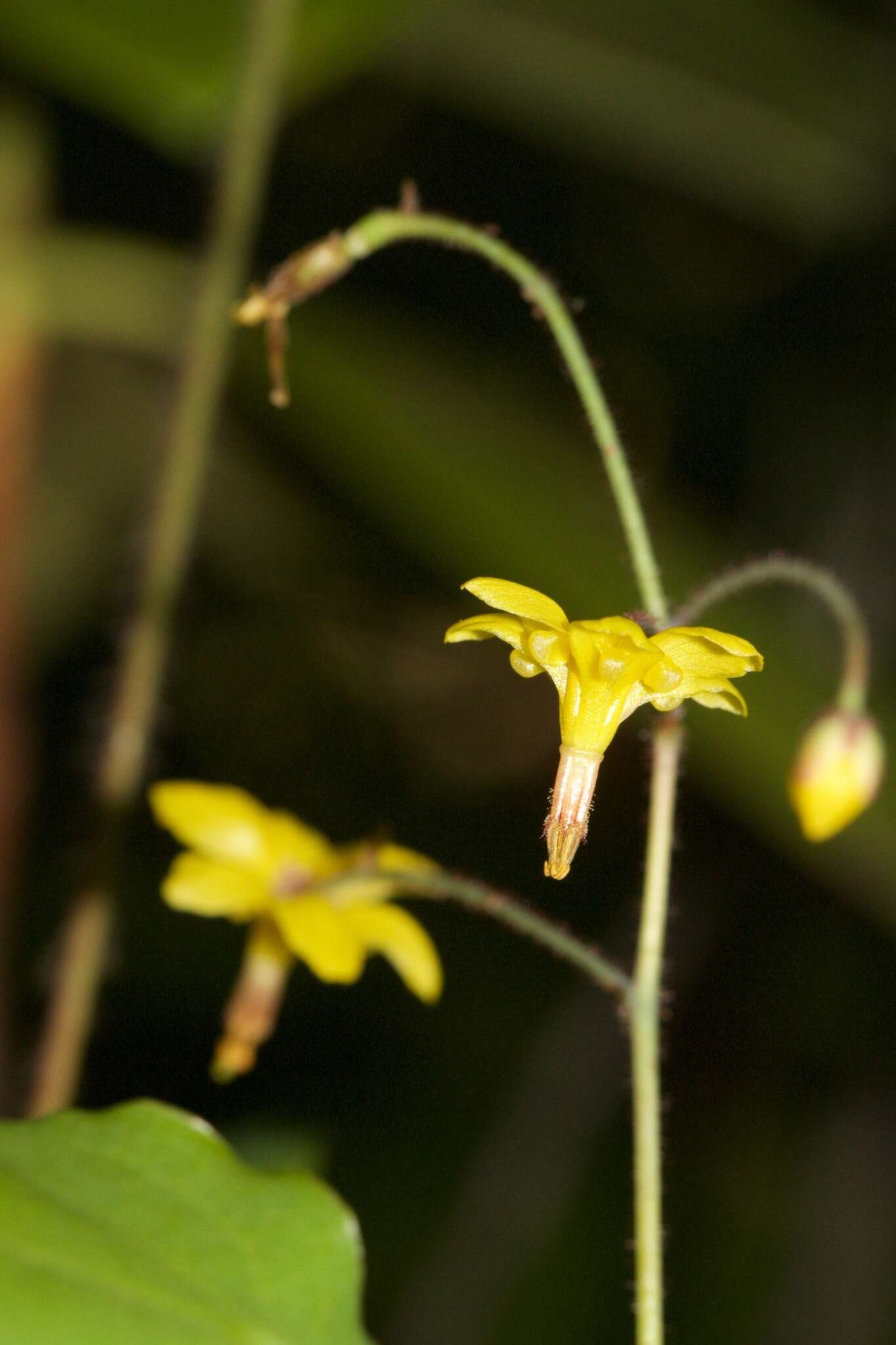 Image of golden insideout flower