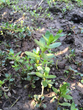 Plancia ëd Bacopa monnieri (L.) Pennell