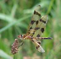 Celithemis eponina (Drury 1773) resmi