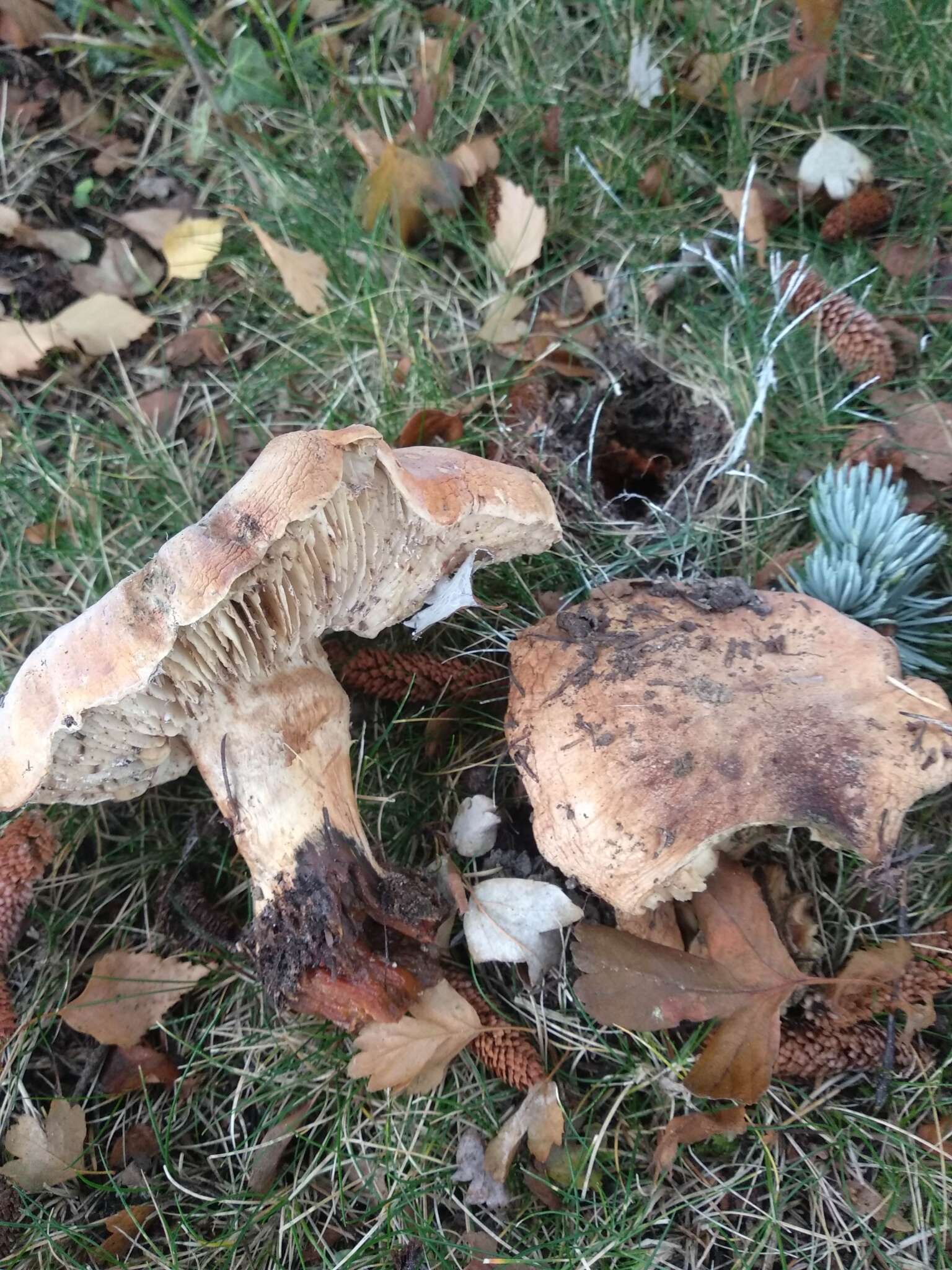 Imagem de Tricholoma cedretorum (Bon) A. Riva 2000