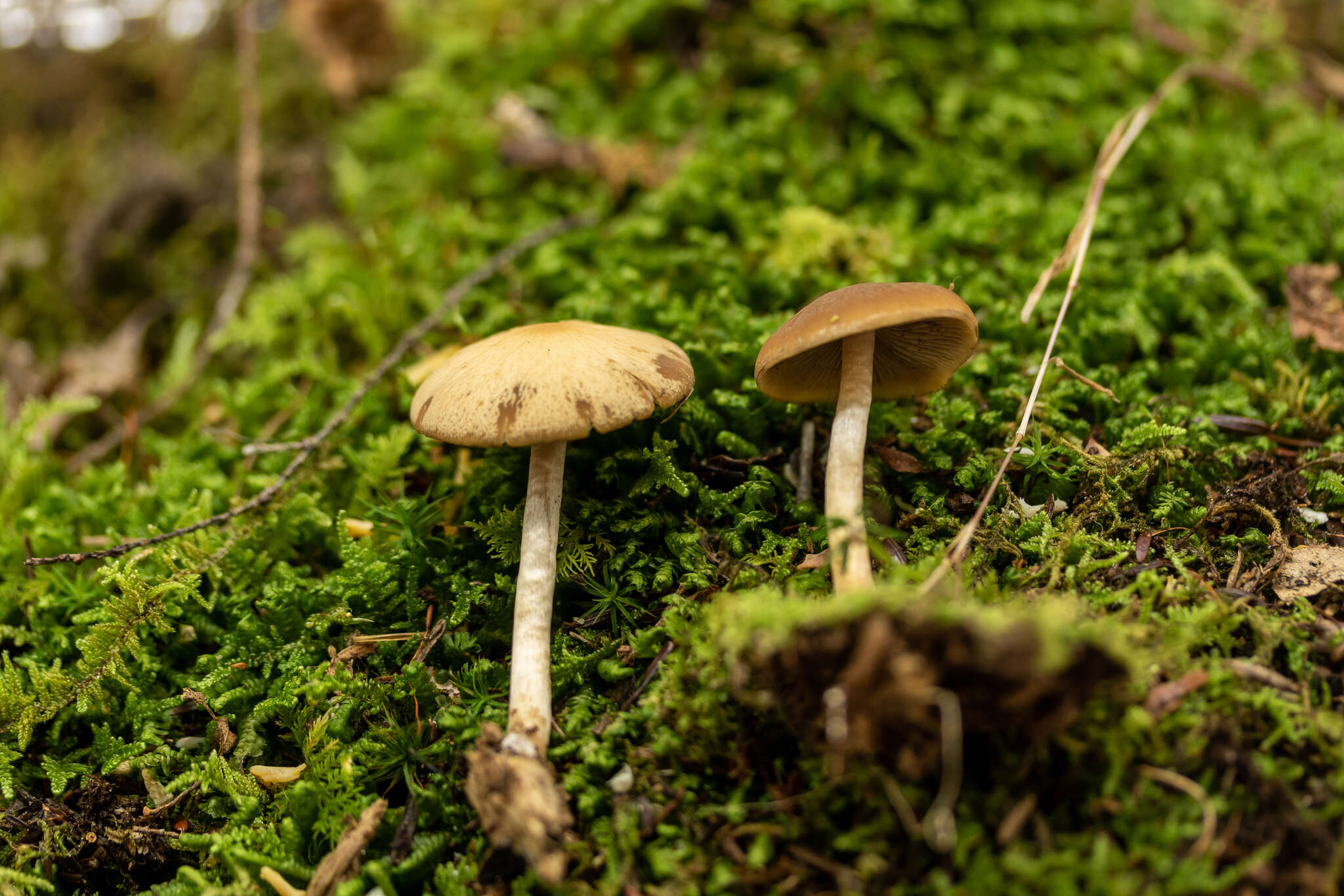 Image of Psathyrella carinthiaca Voto 2011