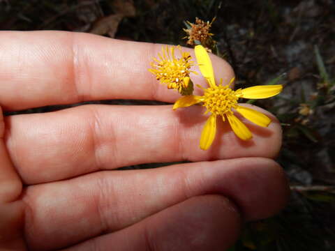 Image of Pityopsis aequilifolia