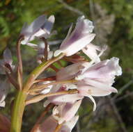 Image of Acrolophia lunata (Schltr.) Schltr. & Bolus