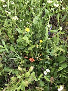 Image of striped hawksbeard