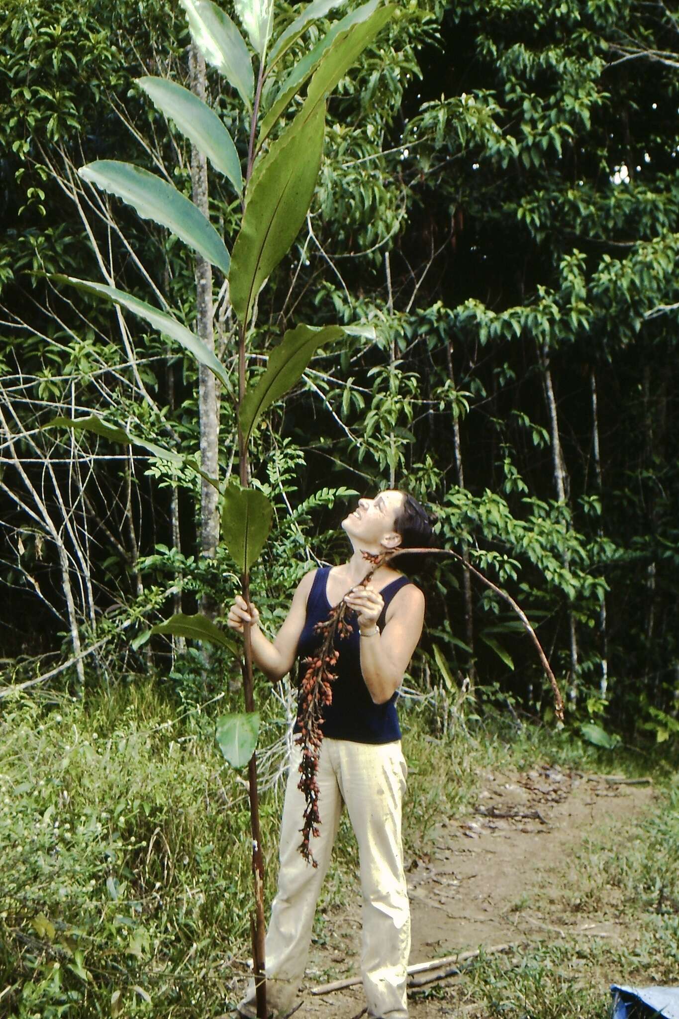 Image of Renealmia orinocensis Rusby