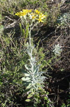 Image de Senecio lineatus (L. fil.) DC.