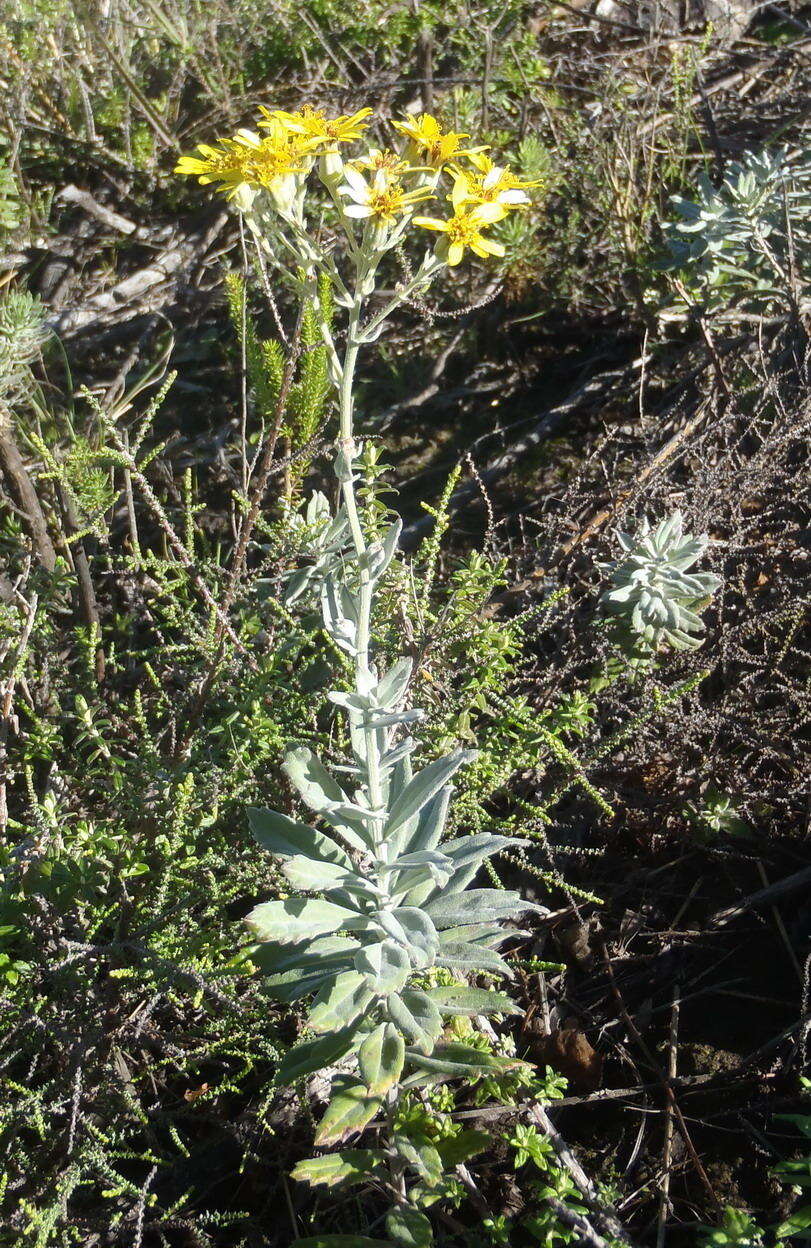 Image de Senecio lineatus (L. fil.) DC.