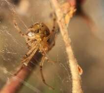 Image of Forest Cobweb Weaver