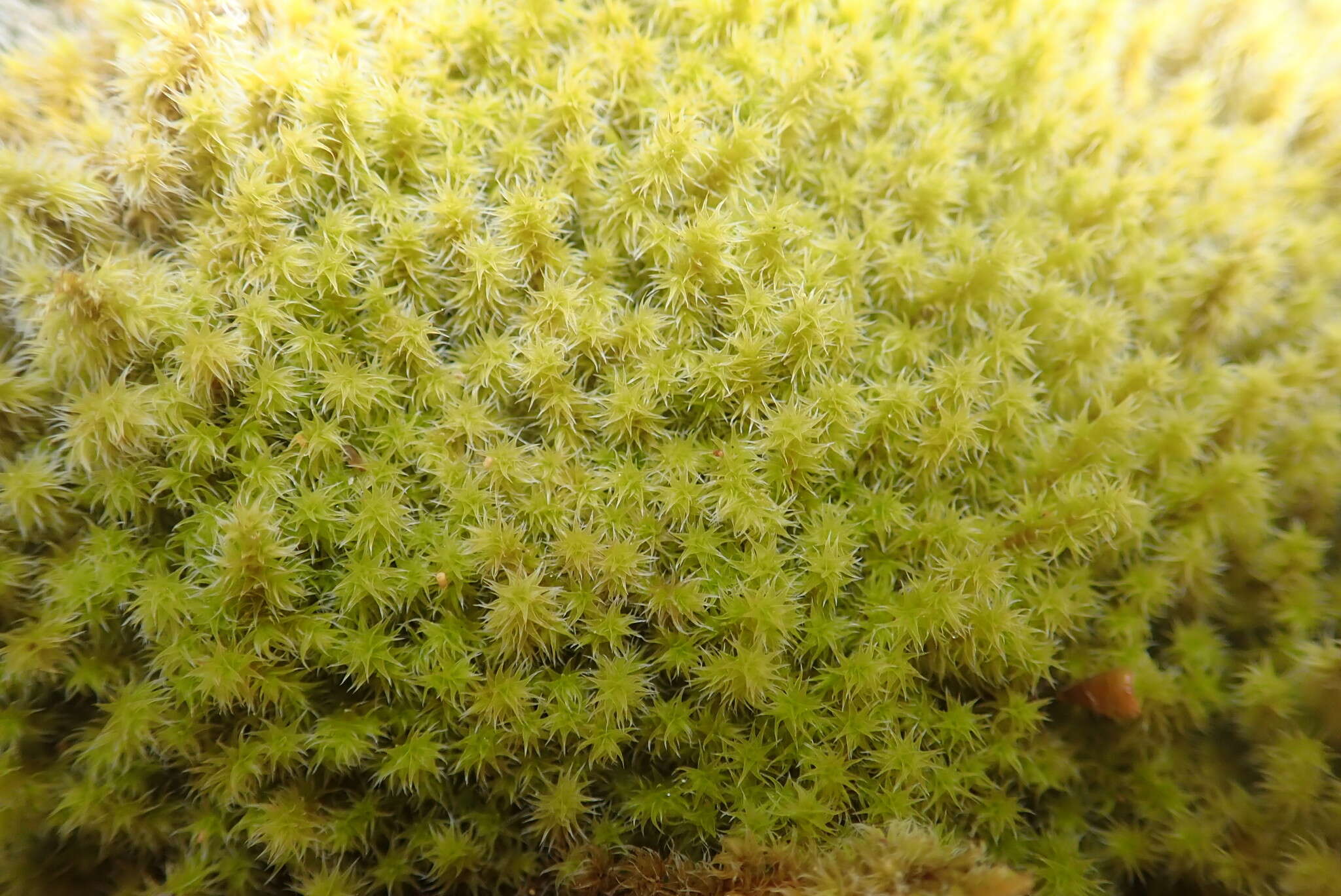 Image of elongate racomitrium moss