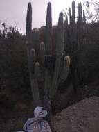 Imagem de Pilosocereus chrysacanthus (F. A. C. Weber) Byles & G. D. Rowley