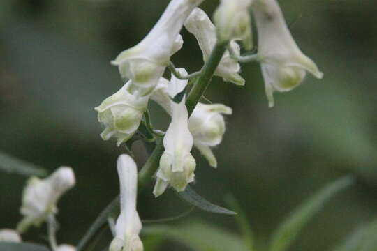 Image of <i>Aconitum lasiostomum</i>