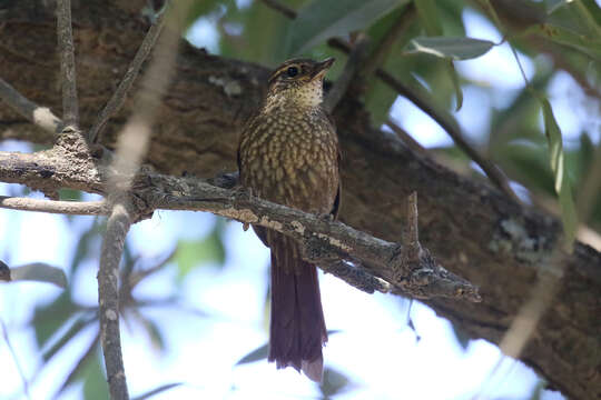 Imagem de Syndactyla rufosuperciliata (Lafresnaye 1832)