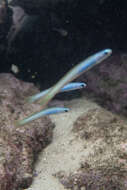 Image of Lyre-tail dart goby