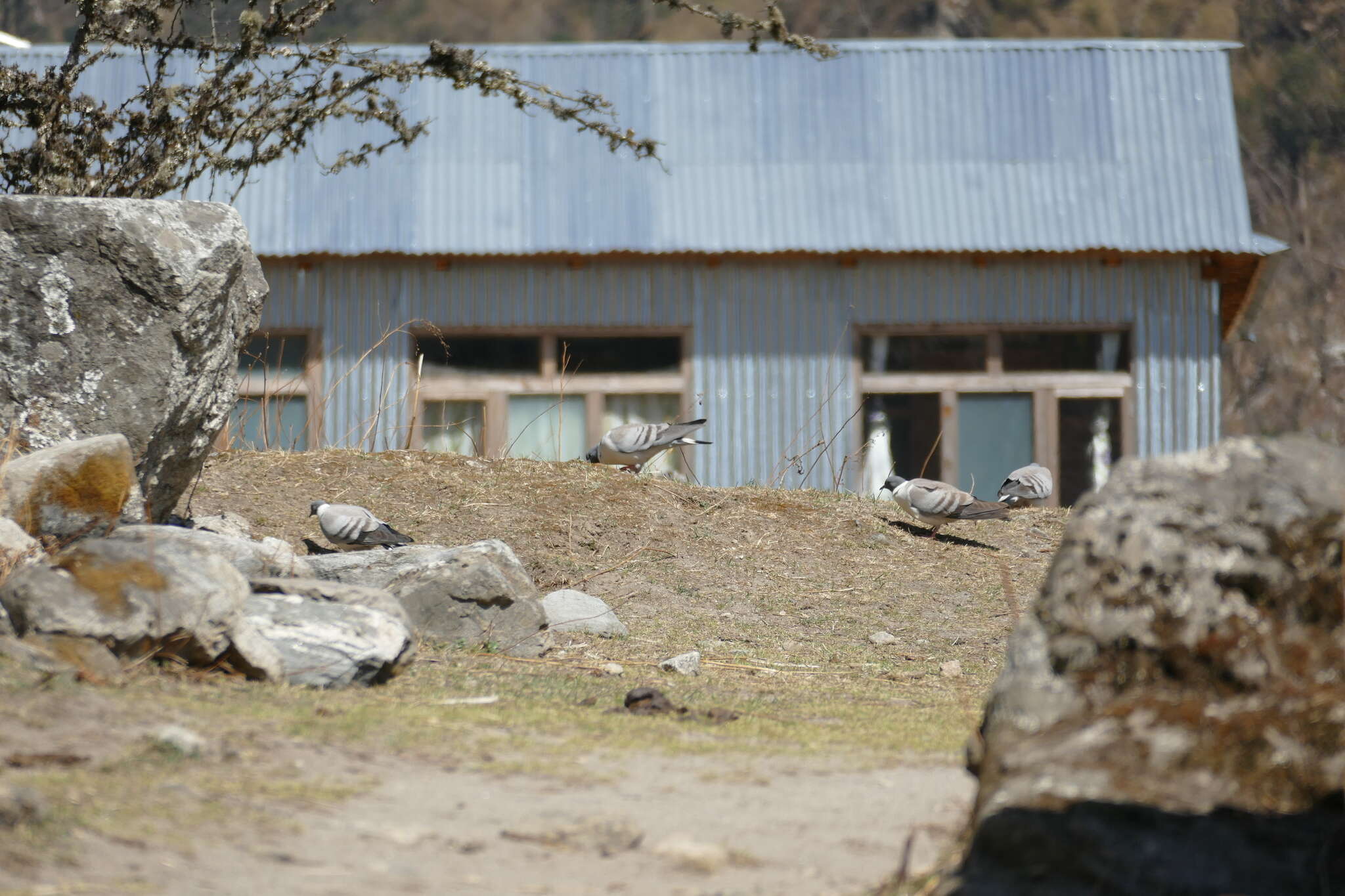 Image of Snow Pigeon