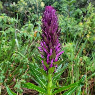 Lobelia thapsoidea Schott ex Pohl resmi