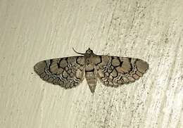 صورة Eupithecia venosata Fabricius 1787