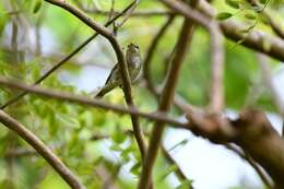 Imagem de Phylloscopus borealis (Blasius & JH 1858)