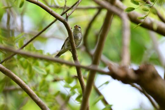 Image of Arctic Warbler