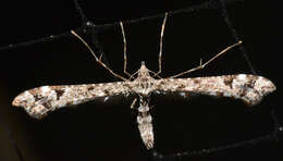 Image of Geranium Plume Moth