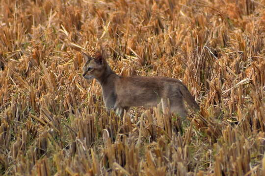 Image of jungle cat