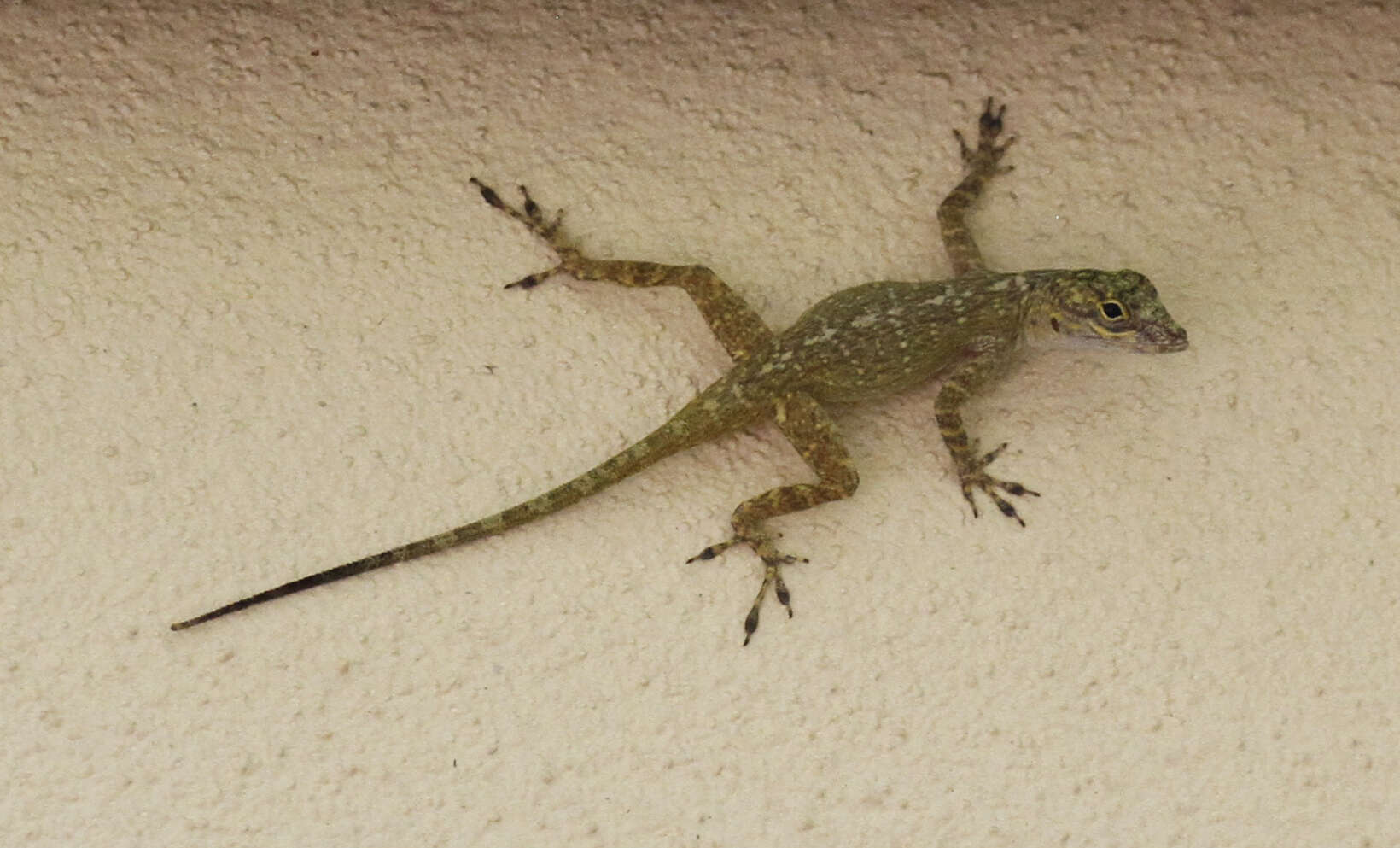 Image de Anolis distichus Cope 1861