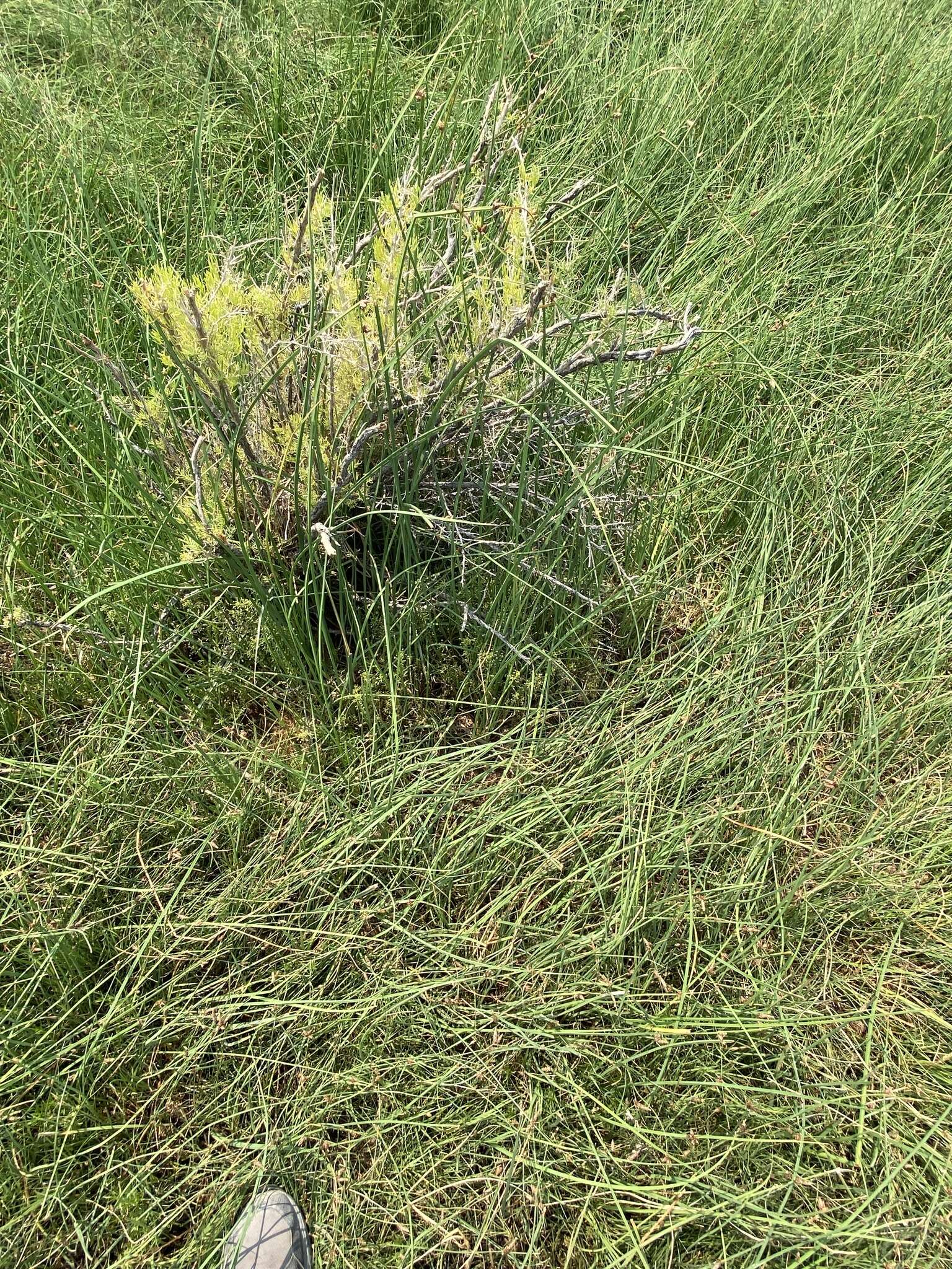 Image of Small-Flower Stinkweed