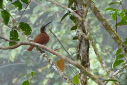 Image of Magnificent Riflebird